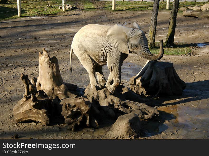 playing elephant in the ZOO garden Zlin