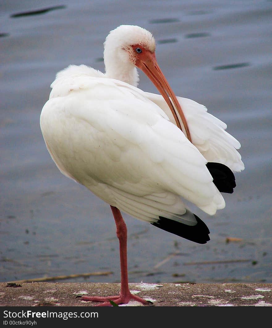 This is a ibis,found in largo florida,they come in red ,mottled and white