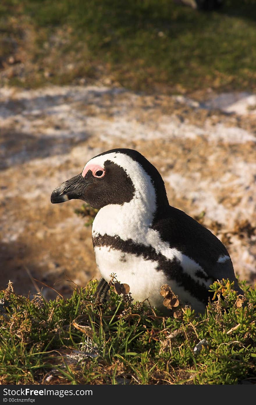 Penguins (Spheniscus demersus) from the Simons Town Colony, Western Cape, South Africa. Penguins (Spheniscus demersus) from the Simons Town Colony, Western Cape, South Africa