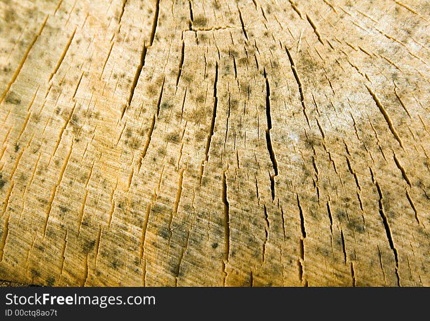 Cut of wood with cracks. Cut of wood with cracks