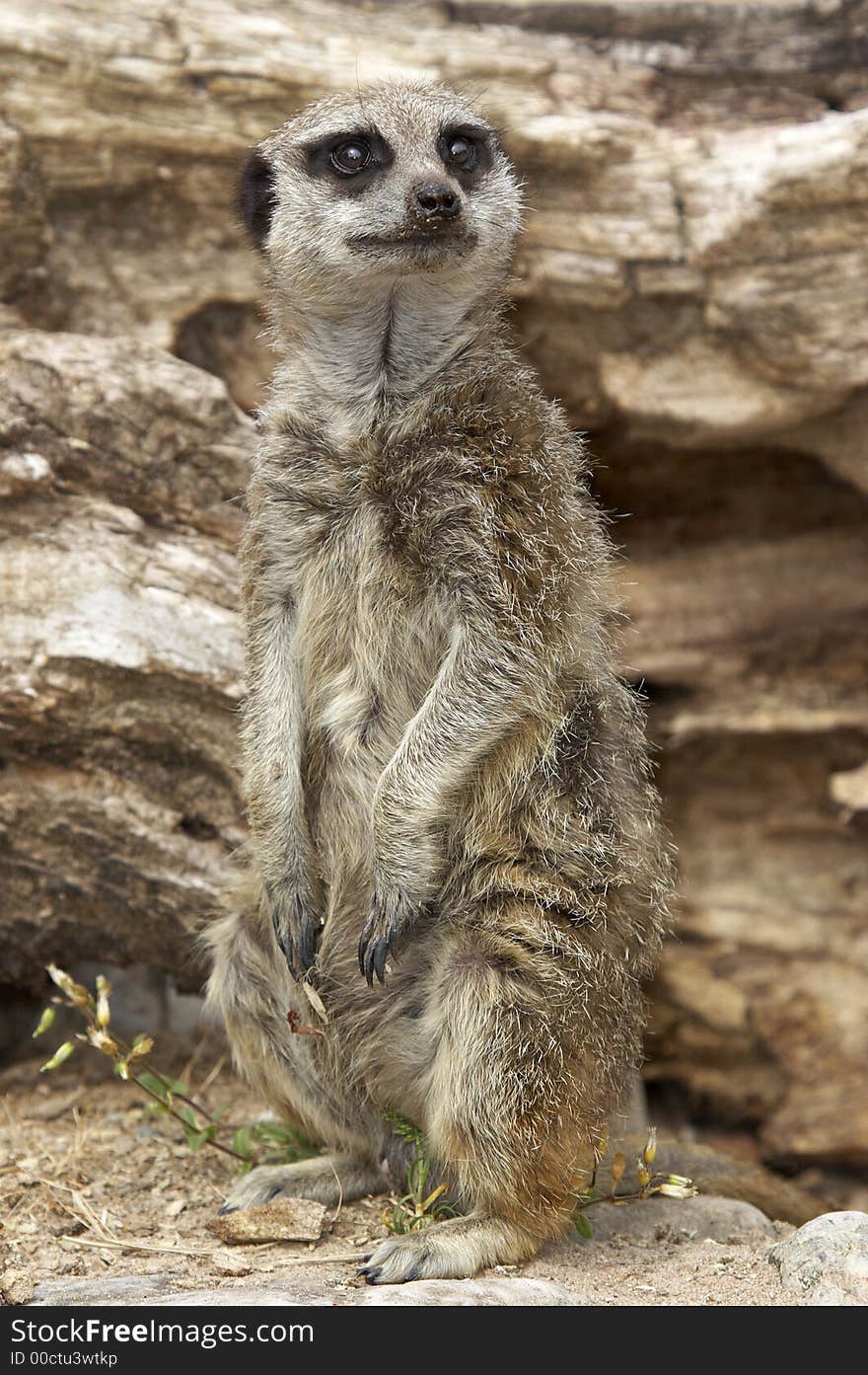 A Meerkat on sentry duty outside the den.