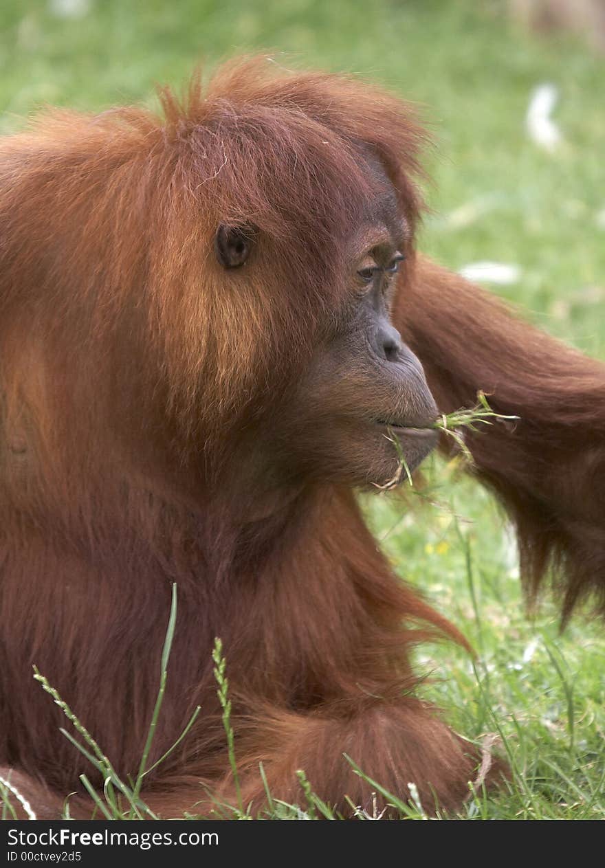 This Orangutan was photographed at a UK zoo.