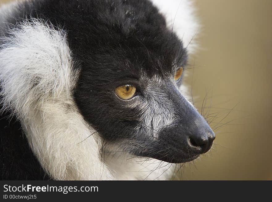 This profile shot of an endangered Black & White Lemur was captured at a UK zoo. This profile shot of an endangered Black & White Lemur was captured at a UK zoo.