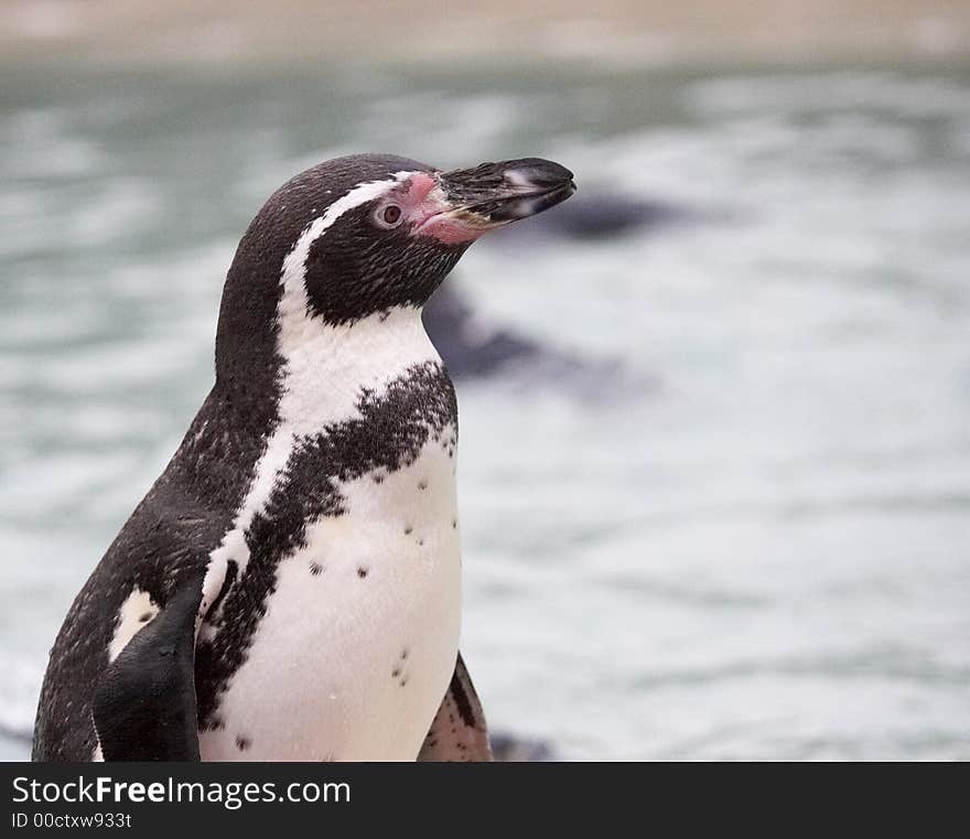 Humboldt Penguin