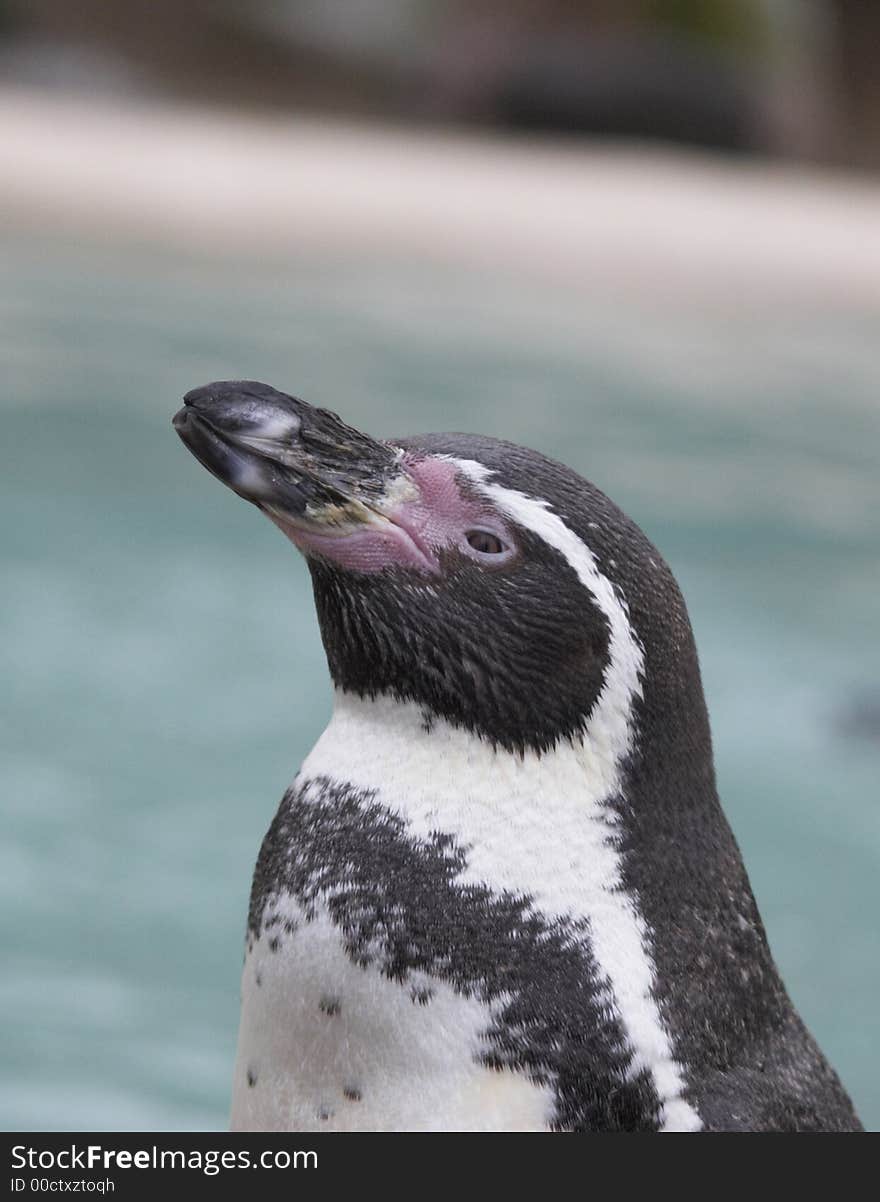 This profile image of a Humboldt Penguin was captured at a UK zoo. This profile image of a Humboldt Penguin was captured at a UK zoo