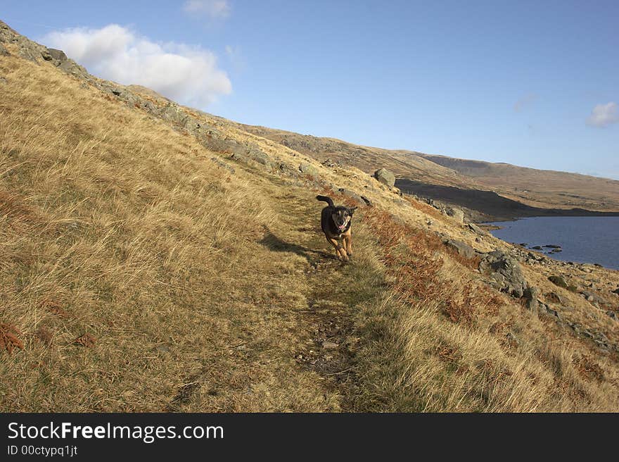 Sometimes life get's so busy you can lose sight of what really matters. Walking your dog and seeing the pure pleasure of being free to chase and catch is a humble reminder that life is what you make it. This image was captured in the Snowdonia National Park in Wales, UK. Sometimes life get's so busy you can lose sight of what really matters. Walking your dog and seeing the pure pleasure of being free to chase and catch is a humble reminder that life is what you make it. This image was captured in the Snowdonia National Park in Wales, UK.