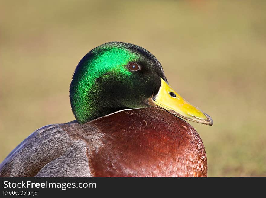 Photo of a drake Mallard, head shot in profile. Photo of a drake Mallard, head shot in profile.