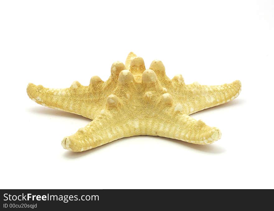 Starfish on a white background