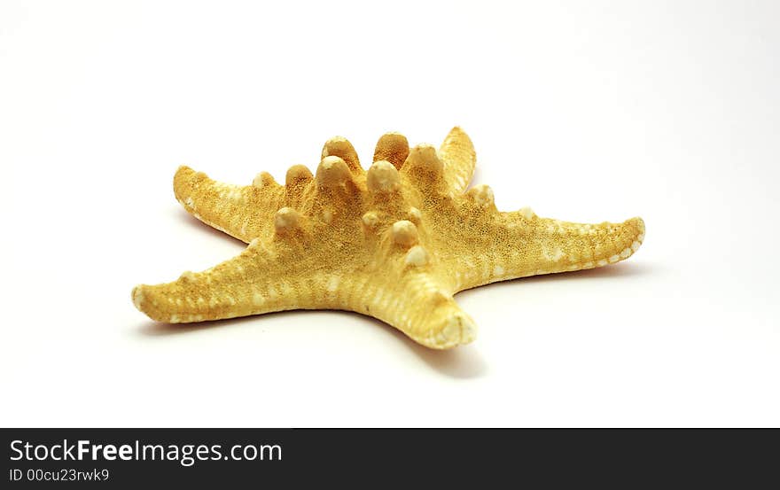 Starfish on a white background