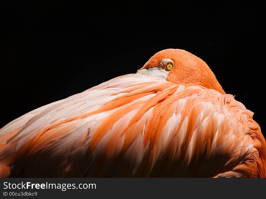 Flamingo peeking from behind his wing. Reminded me of Béla Lugosi. Flamingo peeking from behind his wing. Reminded me of Béla Lugosi.