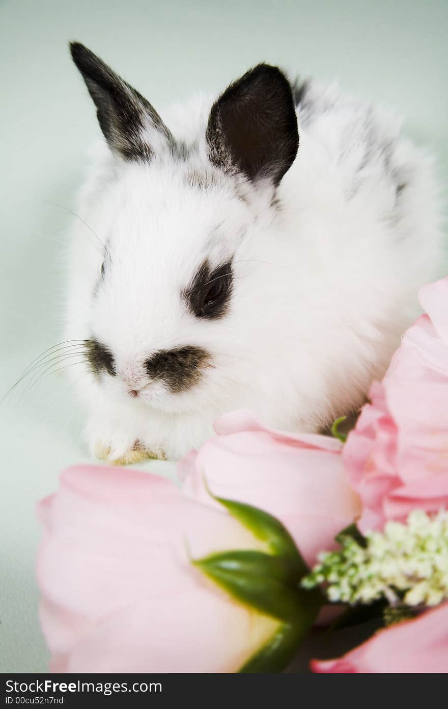 Adorable baby bunny rabbit with easter props. Adorable baby bunny rabbit with easter props