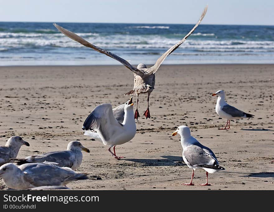 Seagulls on the Oregon Coast. Seagulls on the Oregon Coast