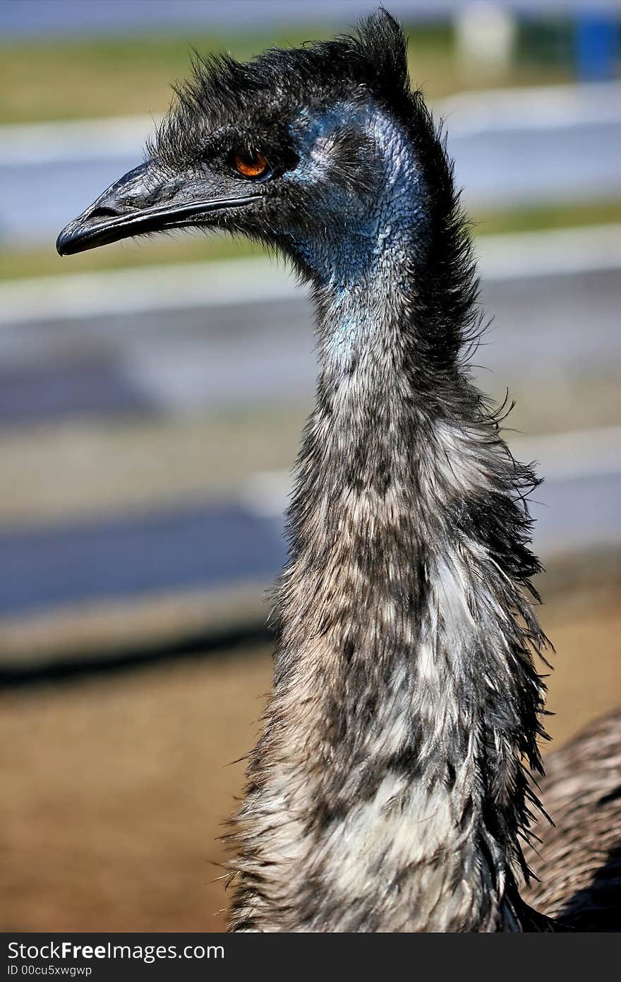 An Emu on a farm in Oregon