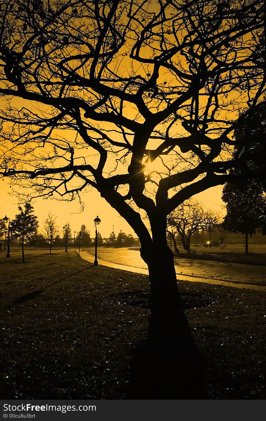 Single dry tree in a park with yellow sky back ground. Single dry tree in a park with yellow sky back ground