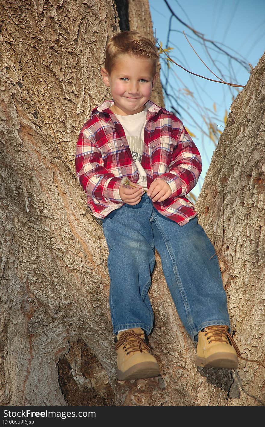 A boy in red in a tree