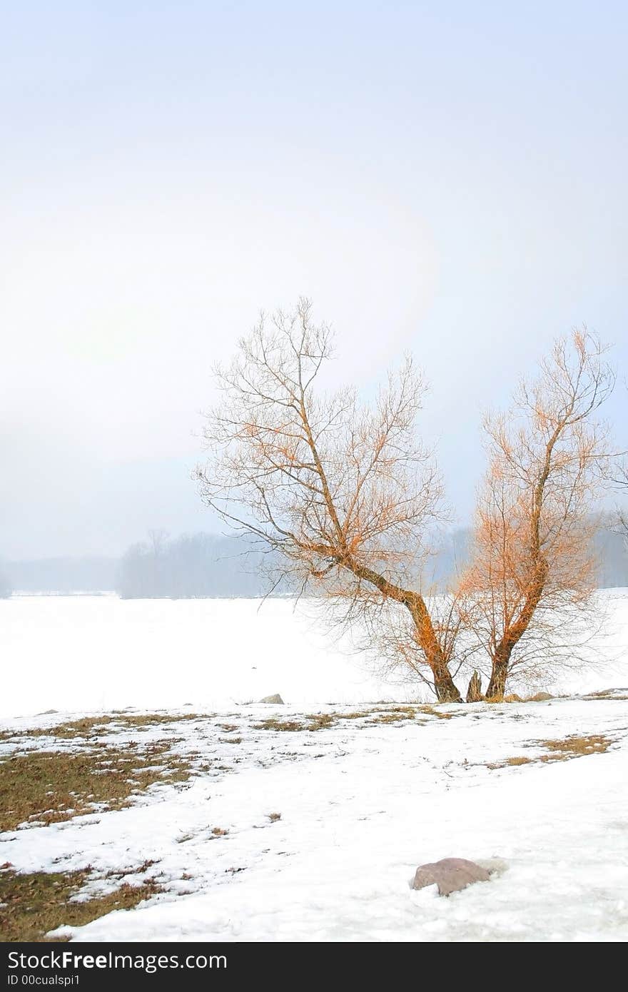 Single tree in winter weather by the frozen lake. Single tree in winter weather by the frozen lake