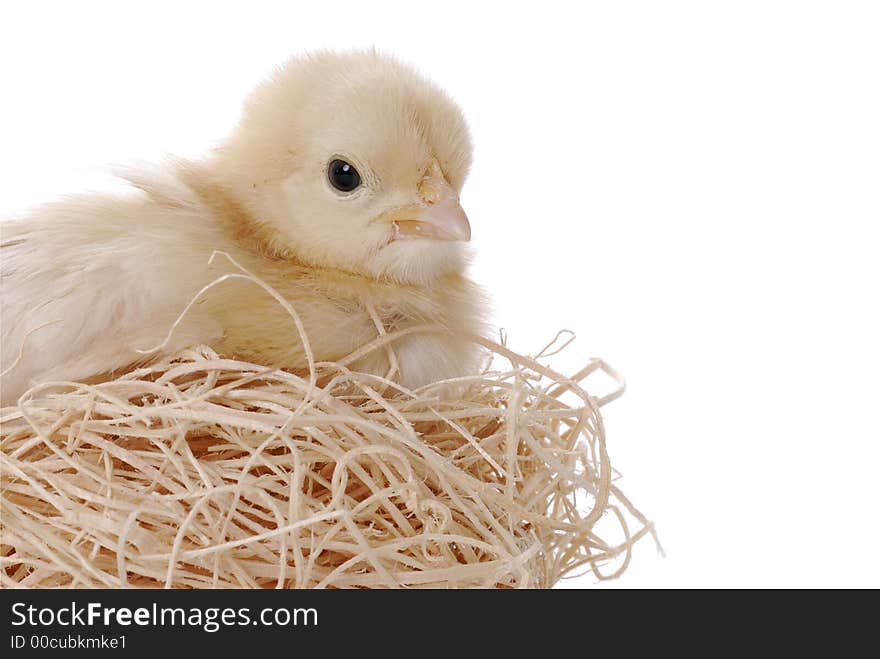 Baby chicken sitting in her nest. Baby chicken sitting in her nest