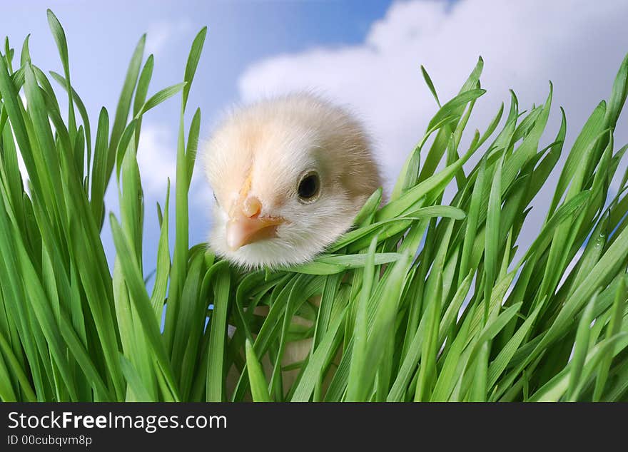 Baby chick looking through the grass. Baby chick looking through the grass