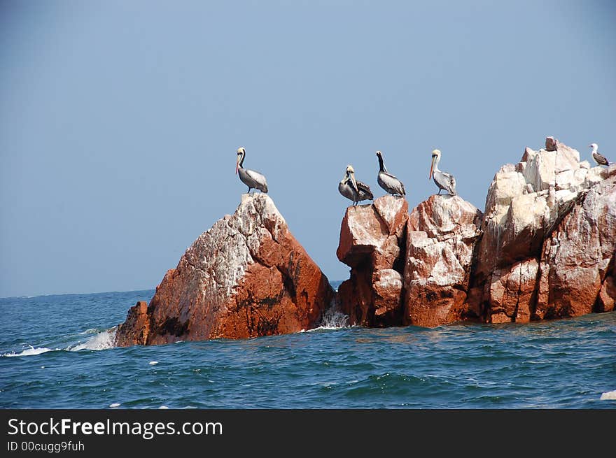 Pelicans in Peru, Ballestas Island