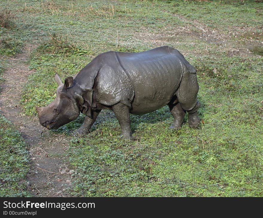 Rhino