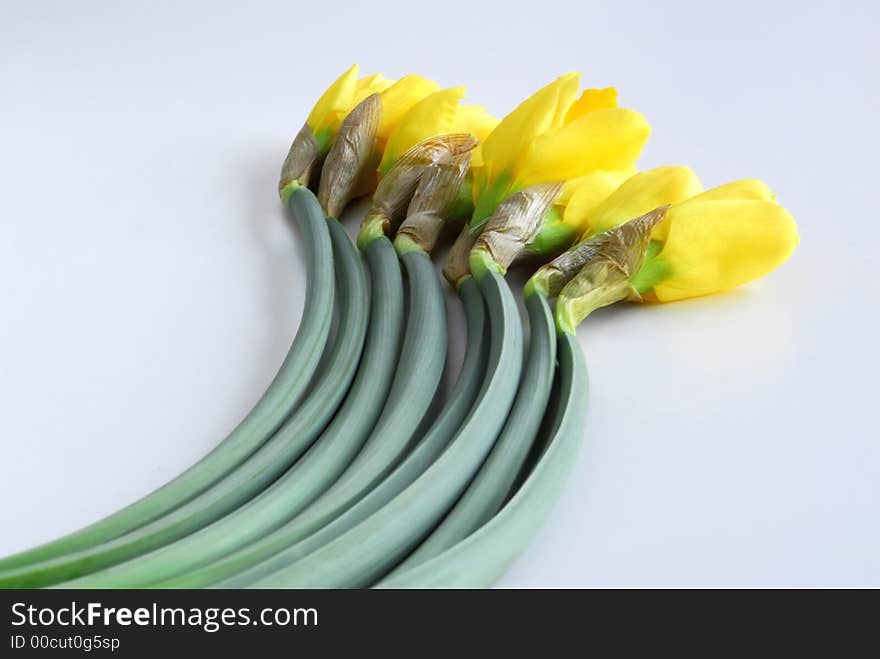 Daffodil flowers on white background