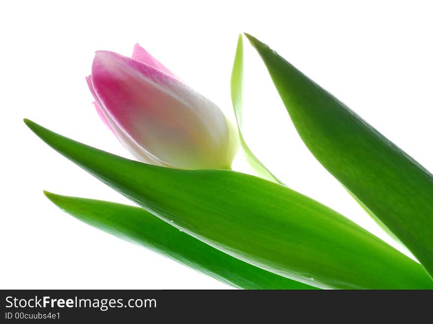 Pink tulip on white background