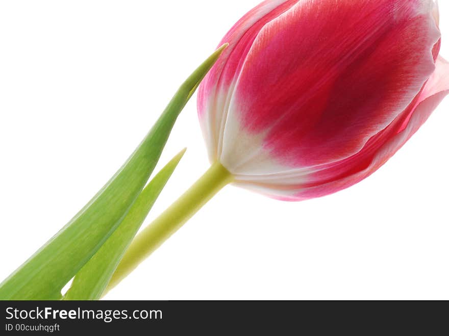 Red tulip against white background