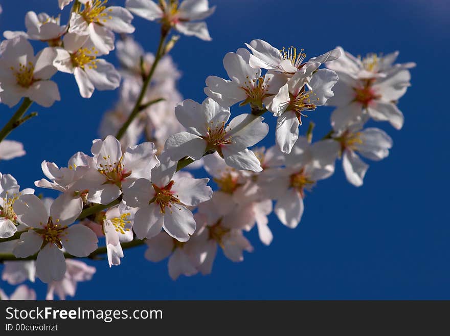 Flowering plum on a background blue sky