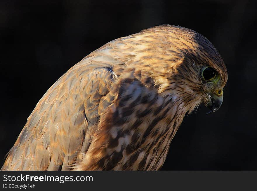 Merlin or Pigeon Hawk -portrait with black background. Merlin or Pigeon Hawk -portrait with black background