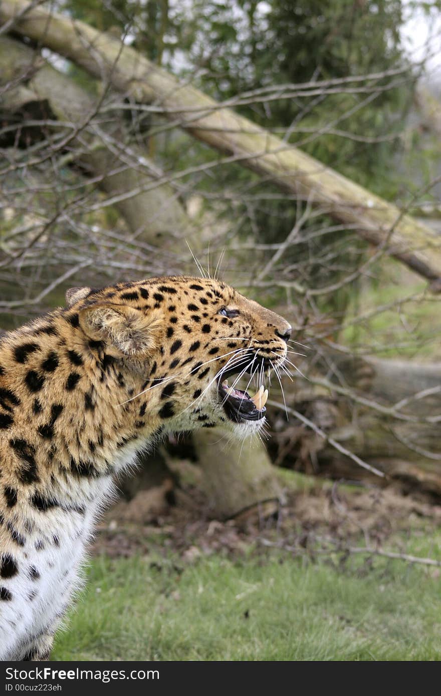 This striking Leopard was photographed at the Wildlife Heritage Foundation in the UK. This striking Leopard was photographed at the Wildlife Heritage Foundation in the UK.