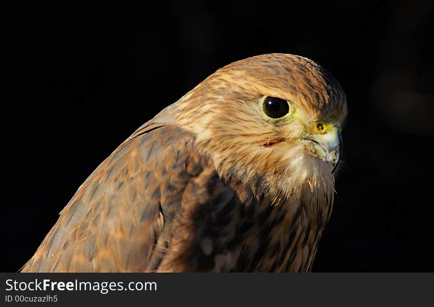 Merlin or Pigeon Hawk -portrait with black background. Merlin or Pigeon Hawk -portrait with black background