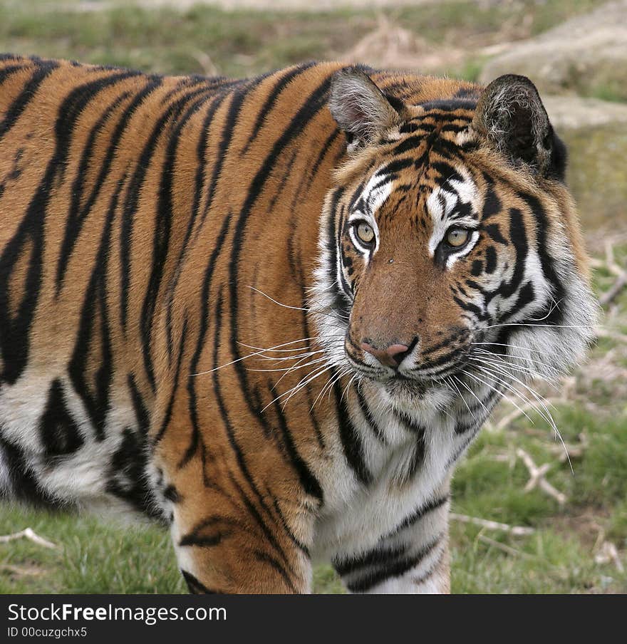 This Royal Bengal Tiger was photographed at the Wildlife Heritage Foundation in the UK.