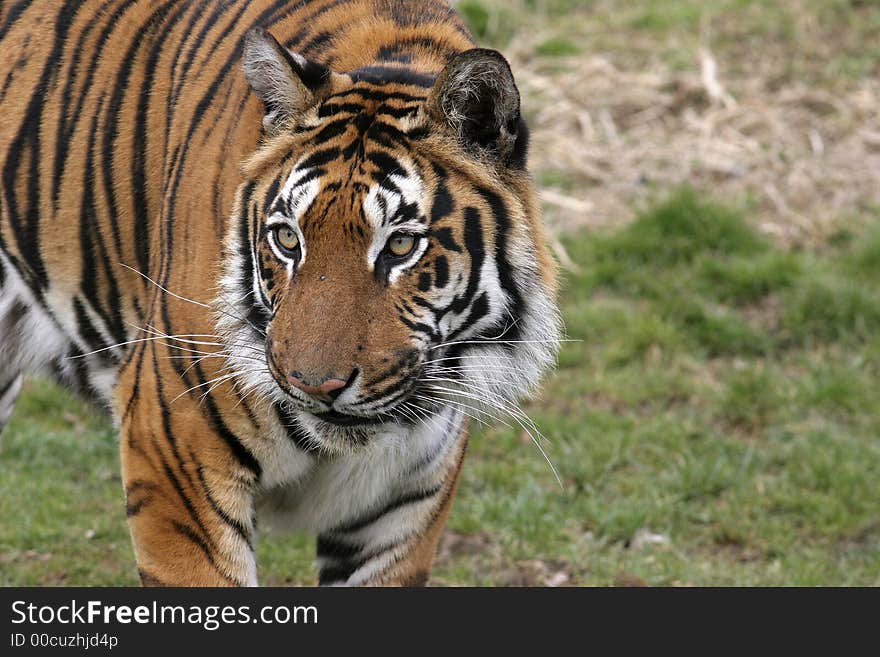This beautiful Bengal Tiger was photographed at the Wildlife Heritage Foundation in the UK. The WHF is a conservation breeding programme for big cats.