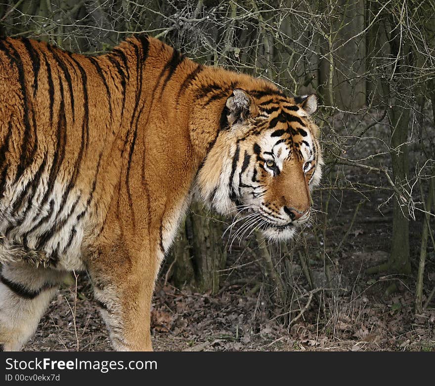 This superb Bengal Tiger was photographed at the Wildlife Heritage Foundation in the UK. The WHF is a conservation breeding programme for big cats. This superb Bengal Tiger was photographed at the Wildlife Heritage Foundation in the UK. The WHF is a conservation breeding programme for big cats.