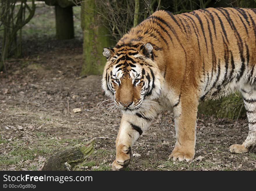 This superb Bengal Tiger was photographed at the Wildlife Heritage Foundation in the UK. The WHF is a conservation breeding programme for big cats. This superb Bengal Tiger was photographed at the Wildlife Heritage Foundation in the UK. The WHF is a conservation breeding programme for big cats.