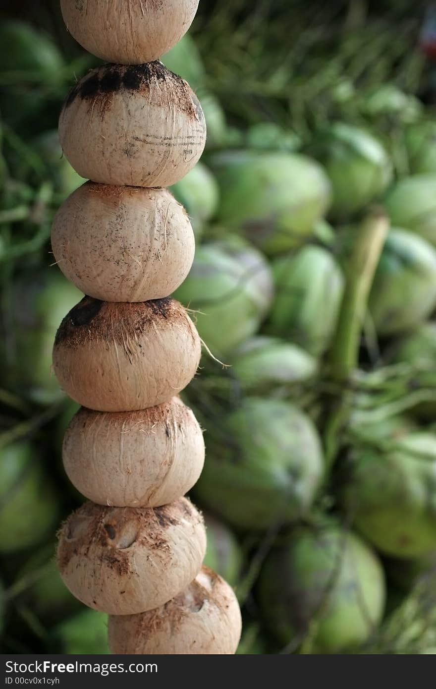 Baby Coconuts