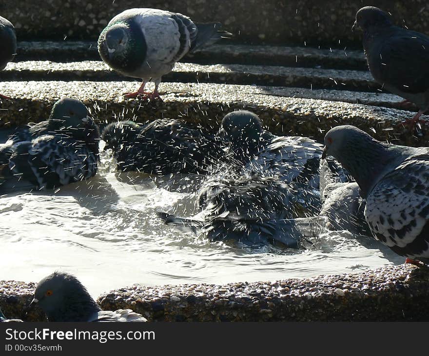 Pigeon Bath2