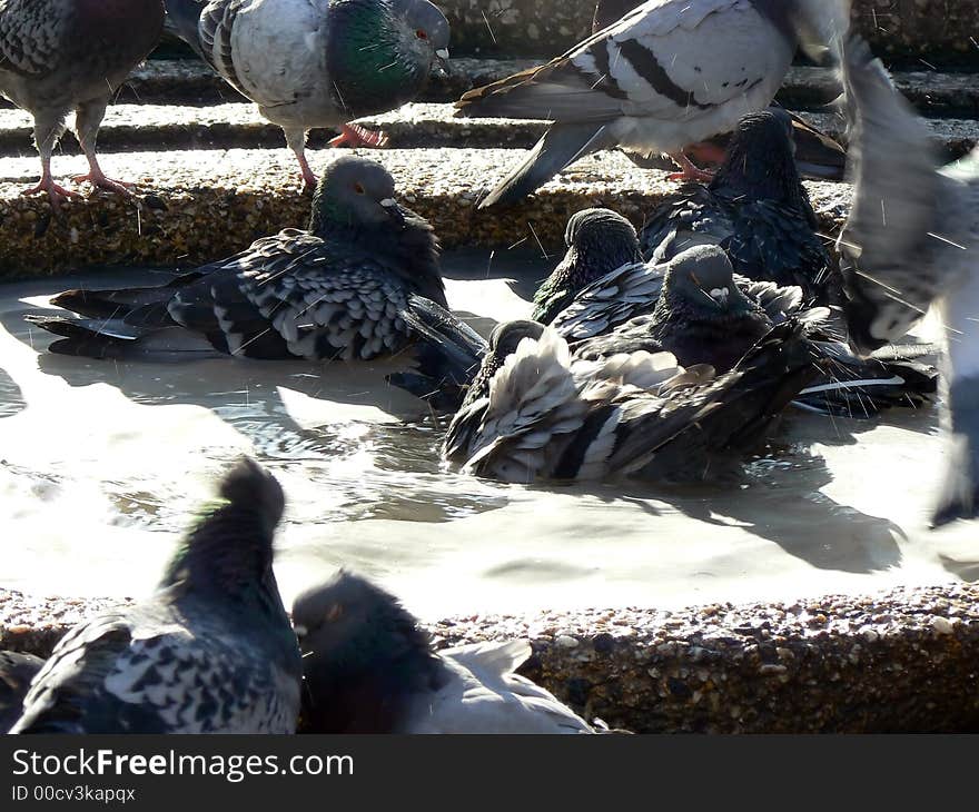 Pigeon bath 3