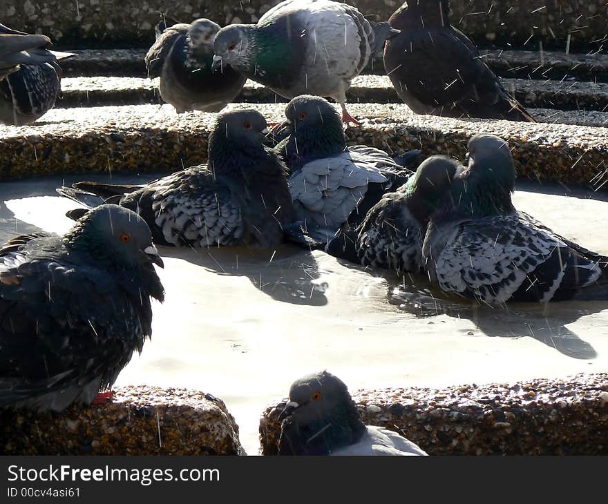 Pigeon bath 5