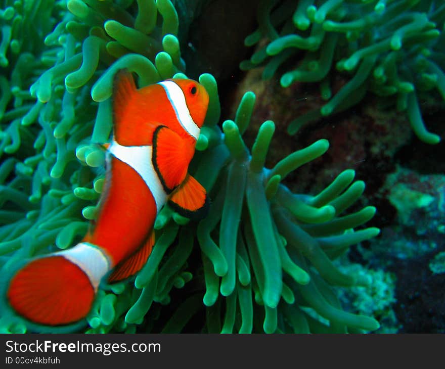 This is a photo of a clown fish underwater on a scuba diving ecotourism adventure. This is a photo of a clown fish underwater on a scuba diving ecotourism adventure