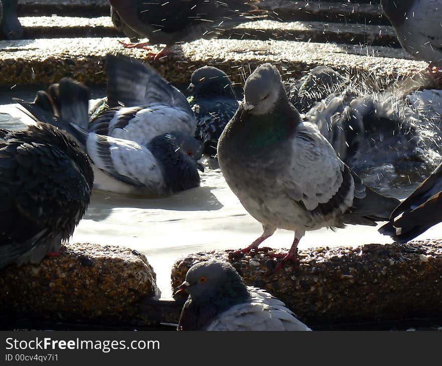 Pigeon bath 6