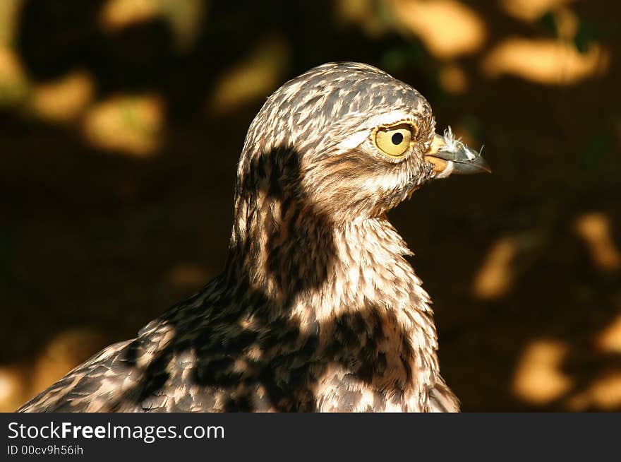 shadow bird