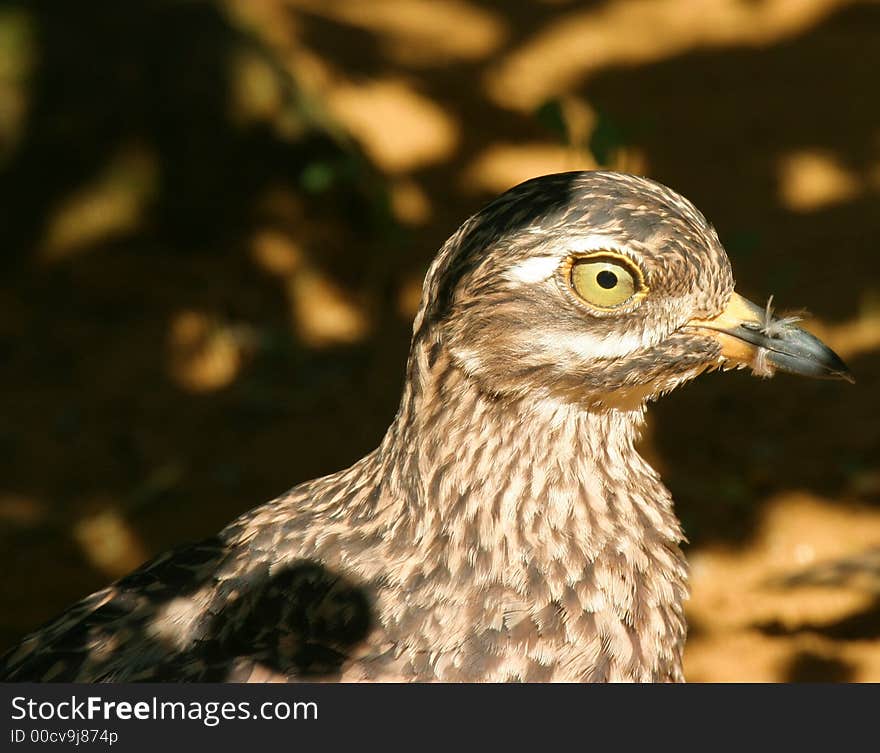 Camouflaged Bird