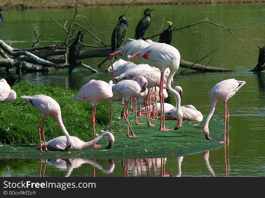 Flamingos