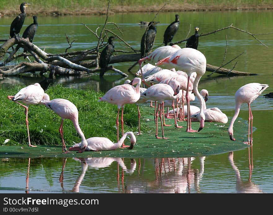 Flamingos