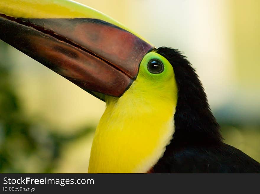 A Chestnut Mandibill Toucan sitting on a branch. A Chestnut Mandibill Toucan sitting on a branch