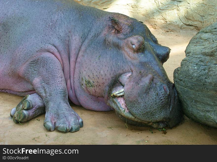 Hippo