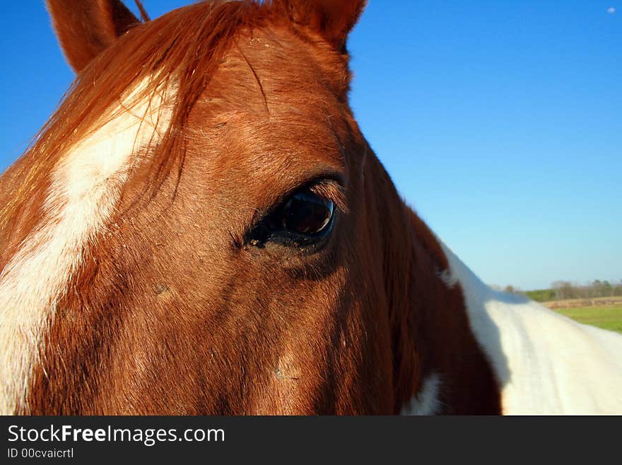 Up close shot of a horse's face, focused on his eye. Up close shot of a horse's face, focused on his eye.