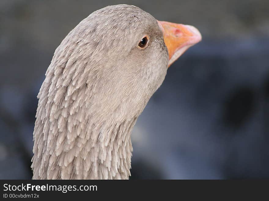 Closeup of a goose looking right. Closeup of a goose looking right.