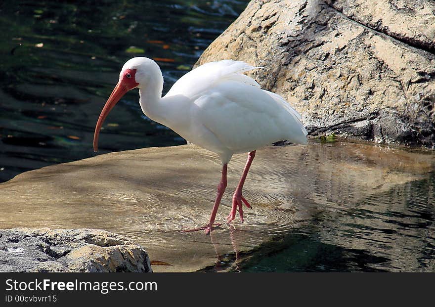 Ibis By Water